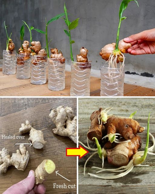 Stop Buying Ginger Heres How To Grow An Endless Supply Of Ginger